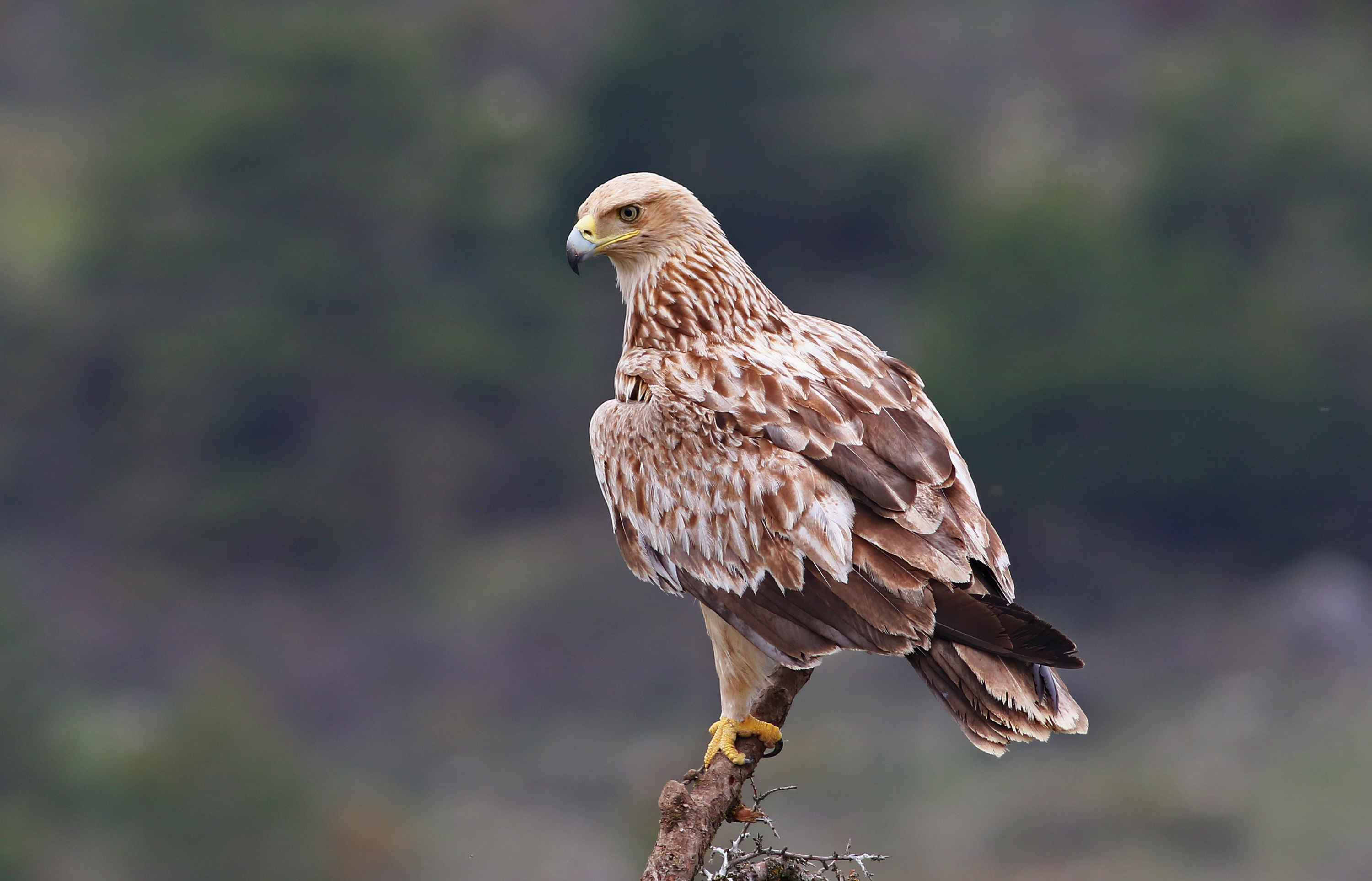 Imperial Eagle